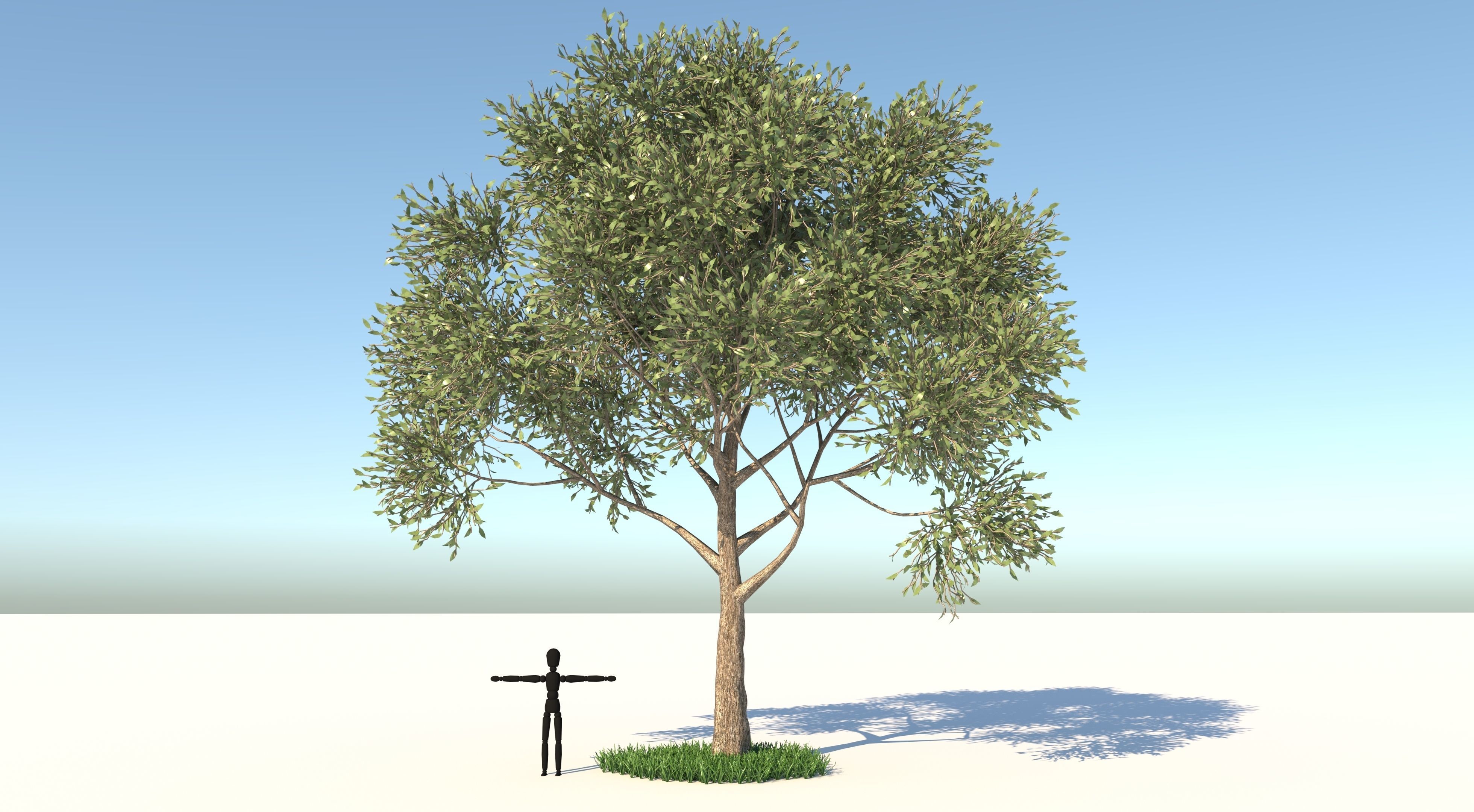 Apple Tree and Grass  3D model_1
