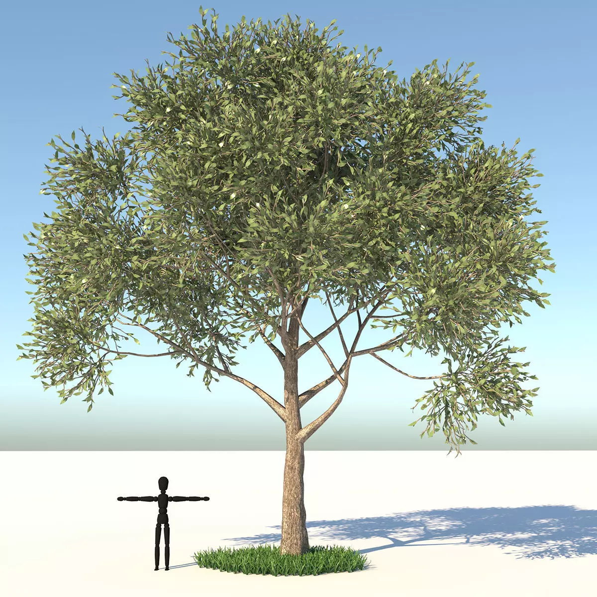 Apple Tree and Grass  3D model_0