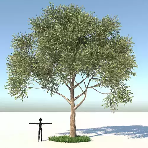 Apple Tree and Grass  3D model