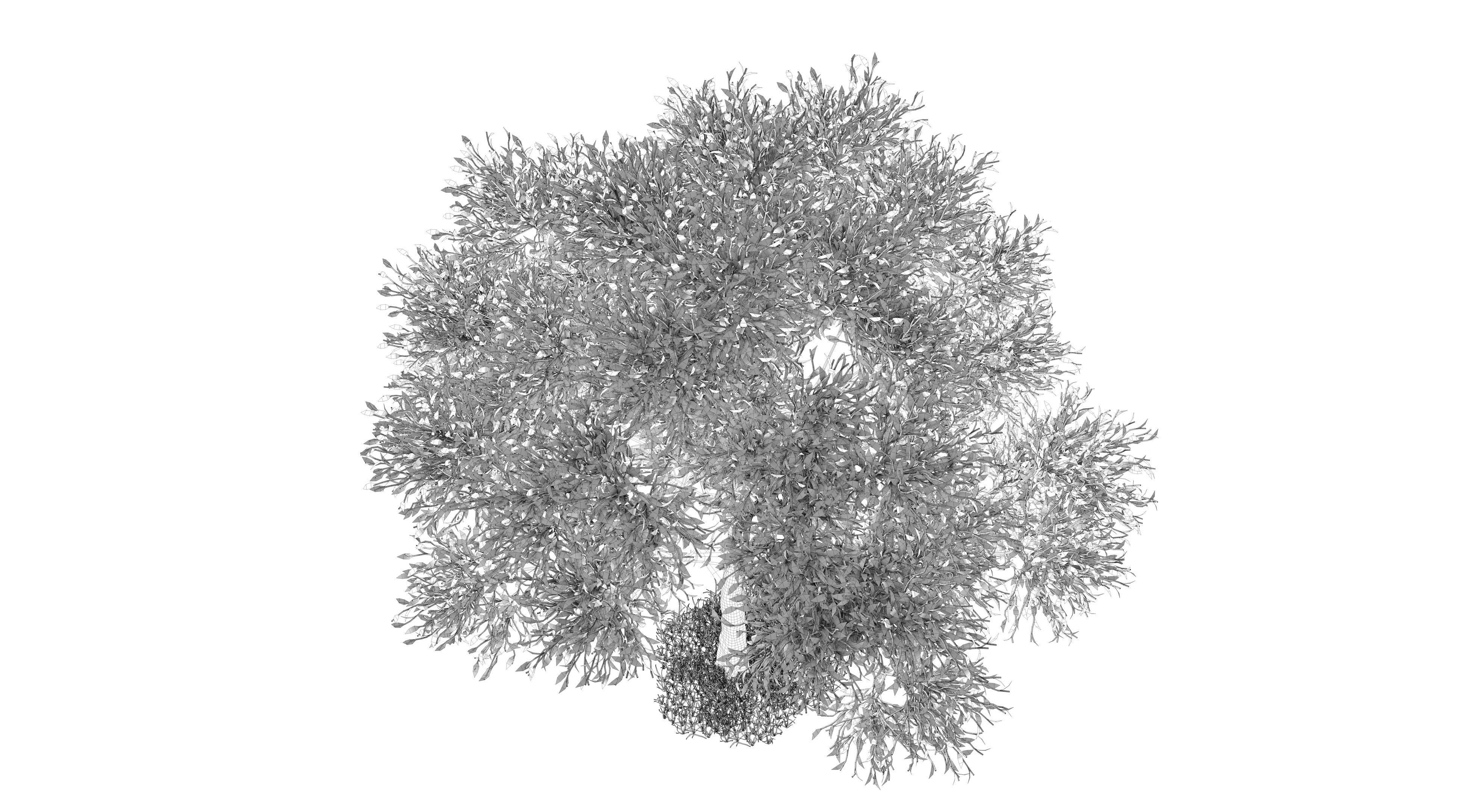 Apple Tree and Grass  3D model_11