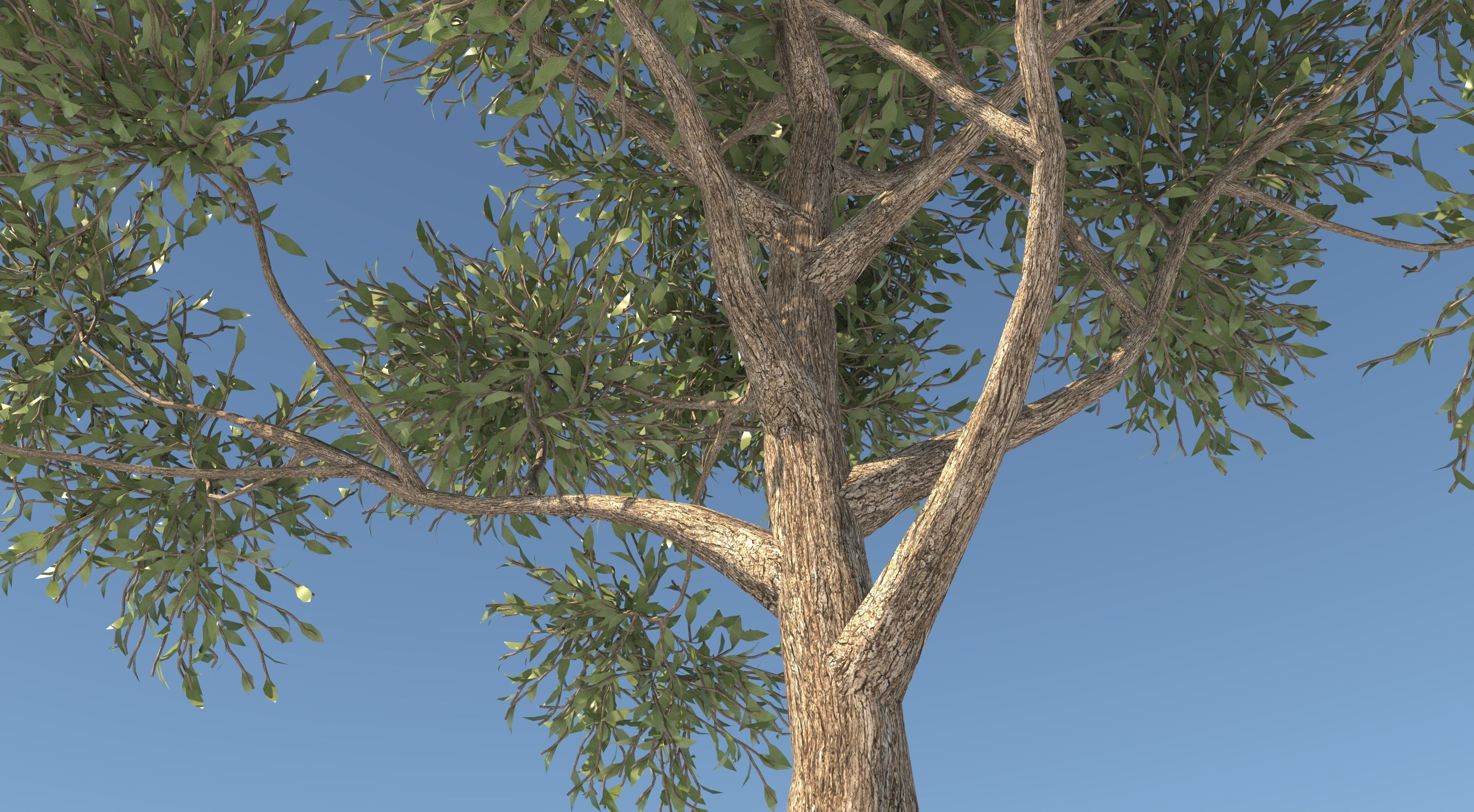 Apple Tree and Grass  3D model_5