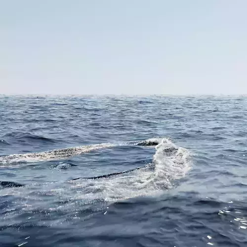 Ocean Animation Presets