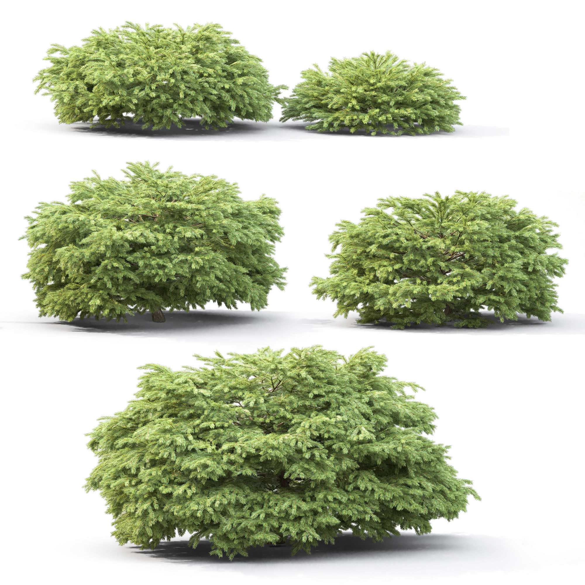 Picea Nidiformis 01 3D model_1