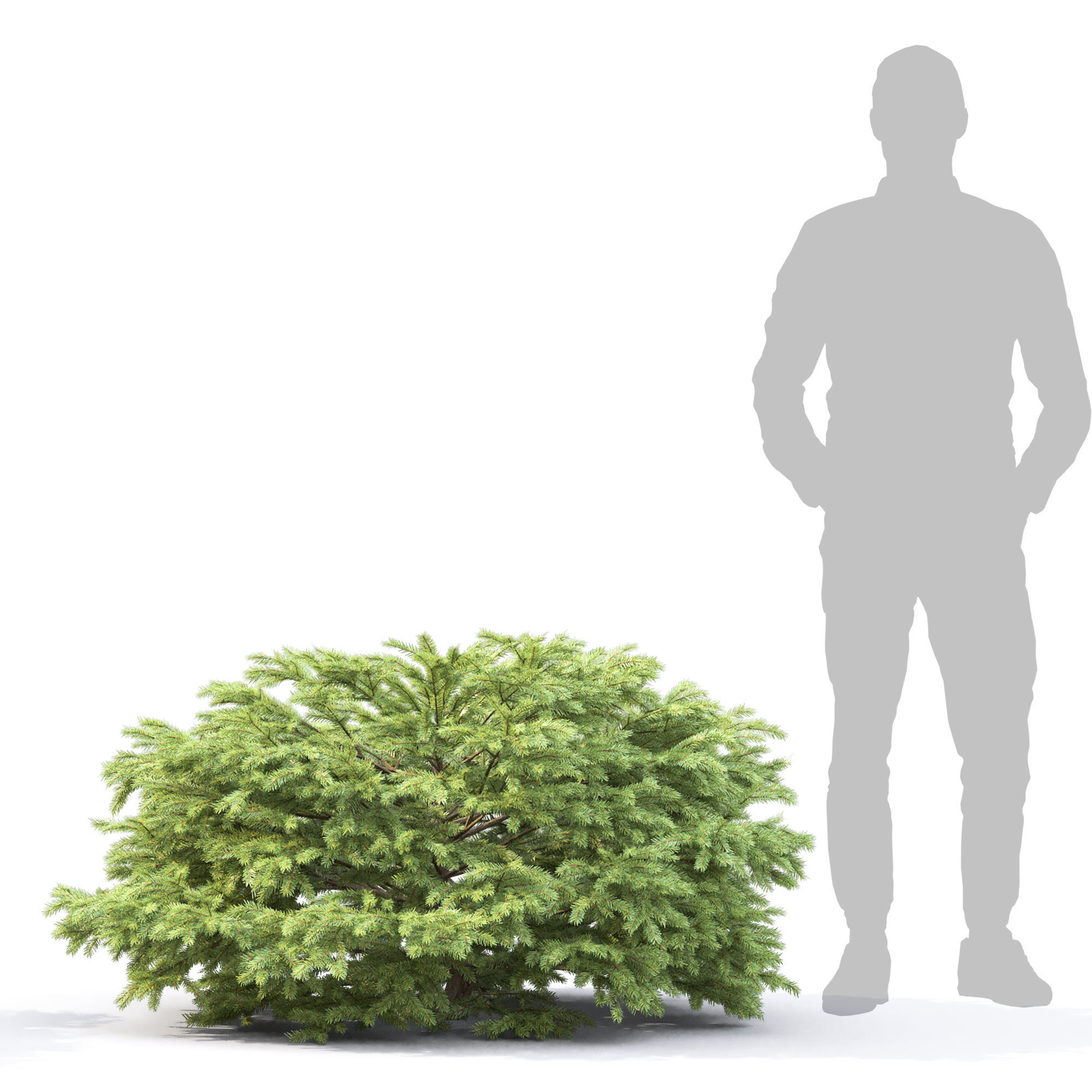 Picea Nidiformis 01 3D model_4