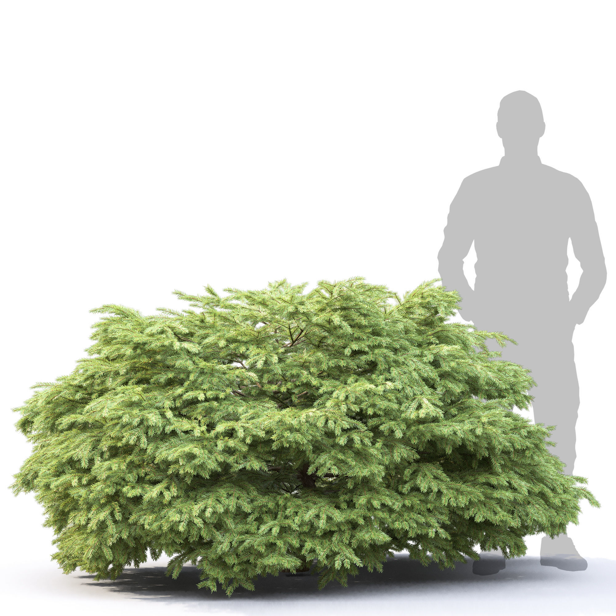 Picea Nidiformis 01 3D model_2