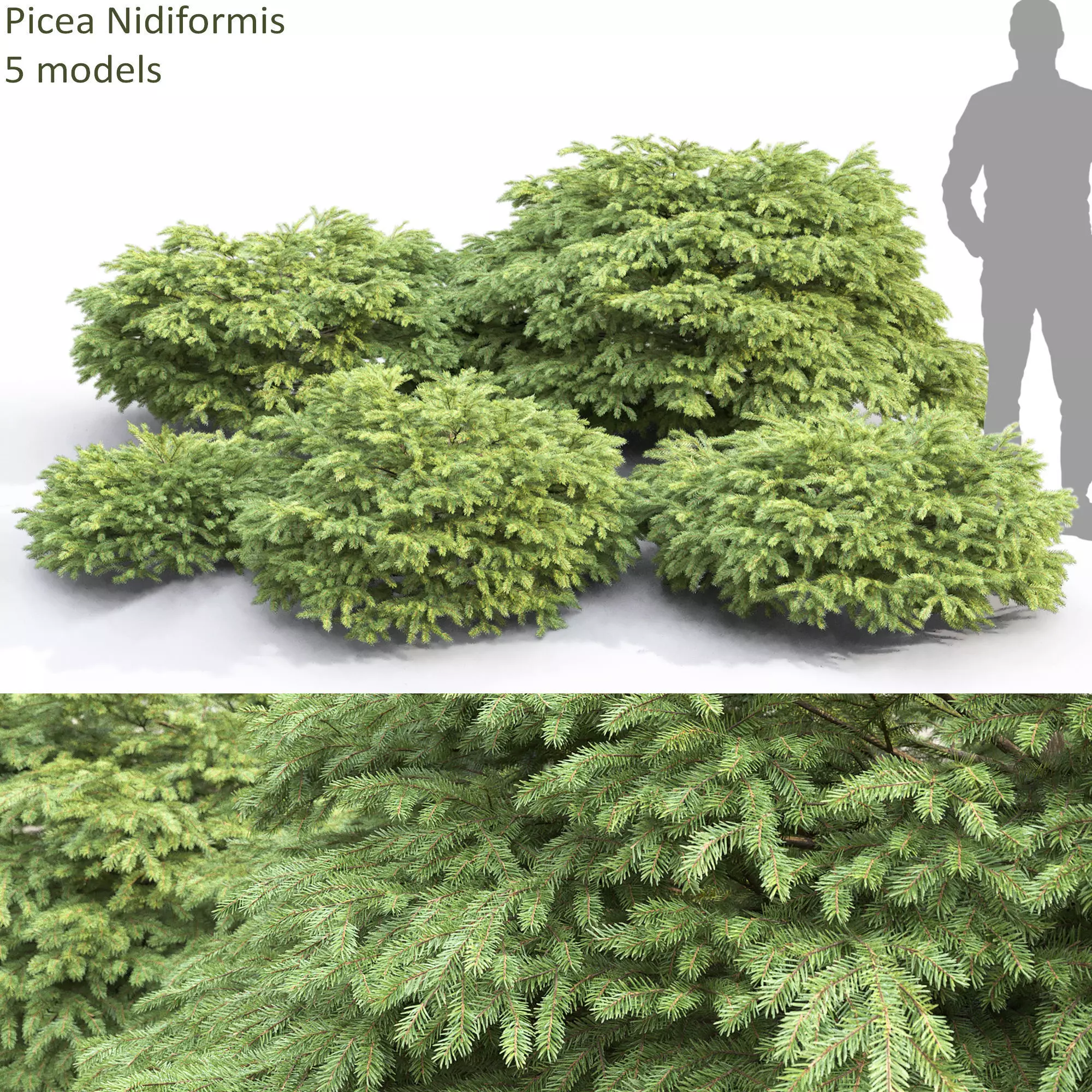 Picea Nidiformis 01 3D model_0