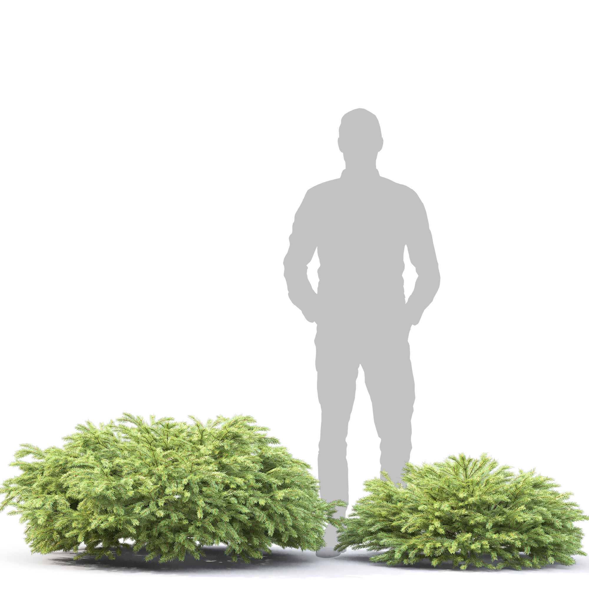 Picea Nidiformis 01 3D model_5