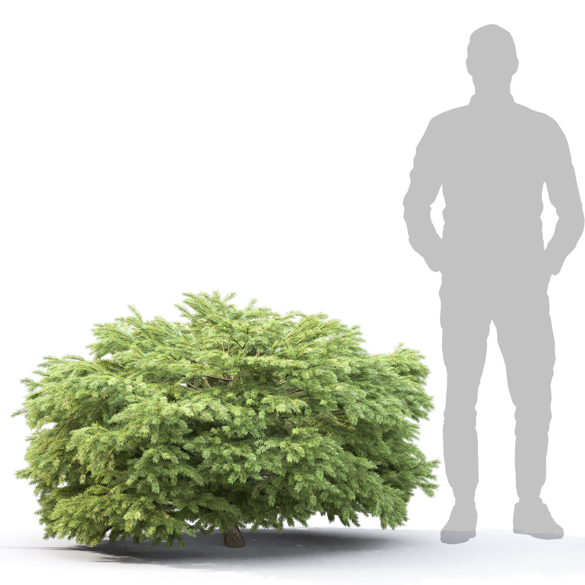 Picea Nidiformis 01 3D model_3