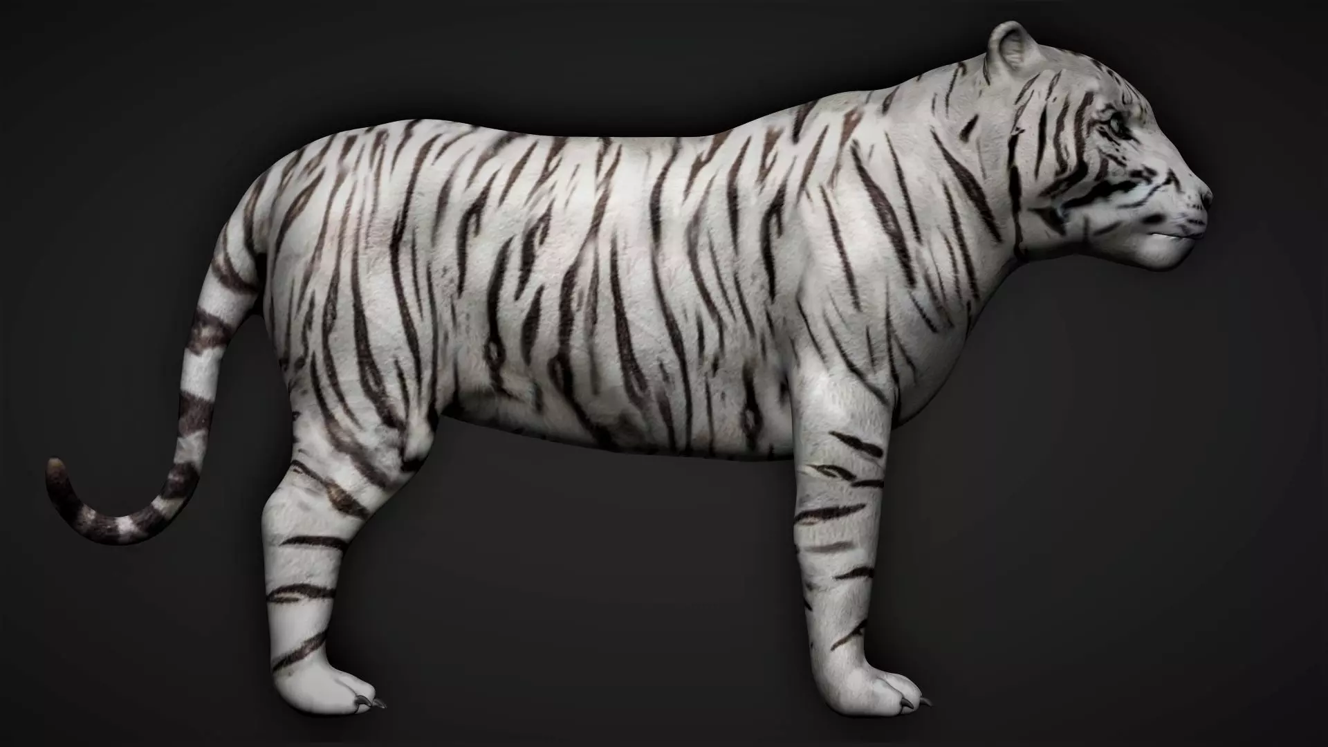 White Tiger 3D model