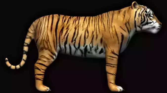 Tiger animation 3D model