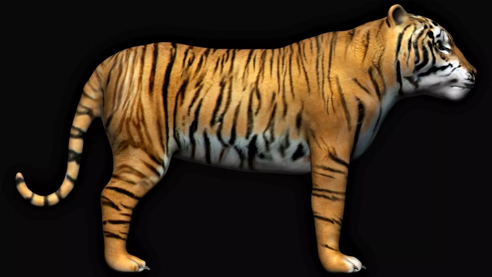 Tiger animation 3D model