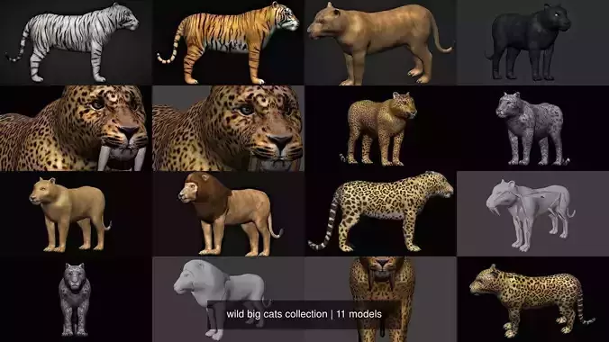 wild big cats collection 