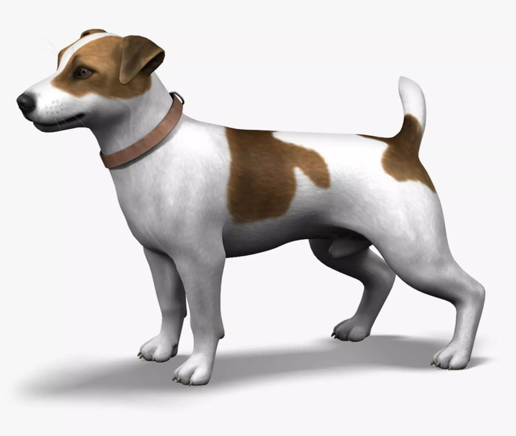 Dog Jack Russell Terrier Fur Low-poly 3D model