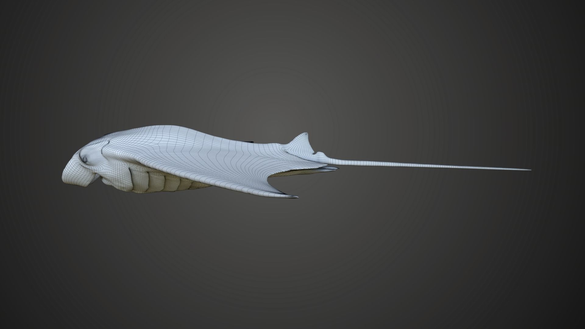 Manta Ray Animated 3D model_11
