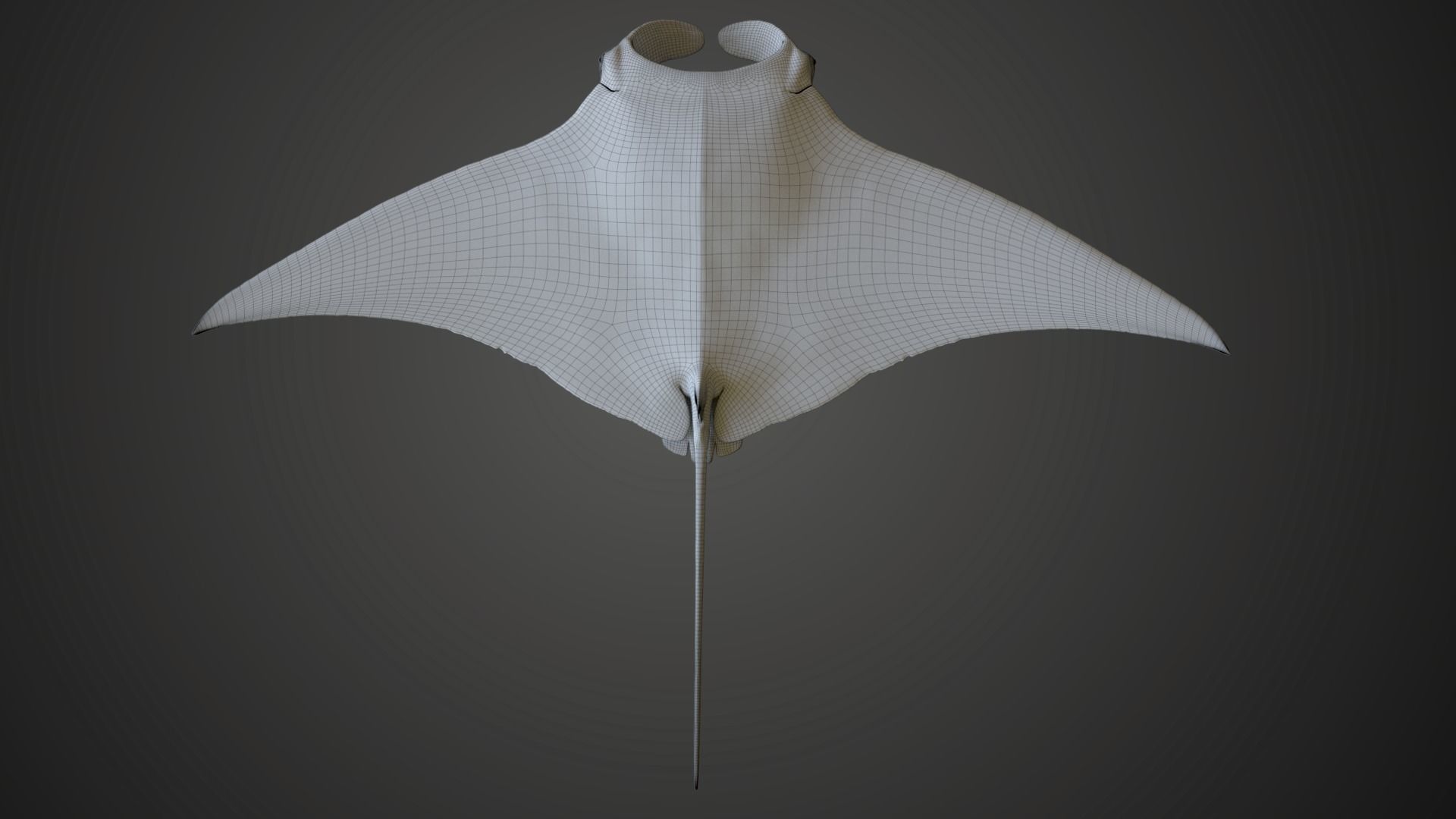 Manta Ray Animated 3D model_9
