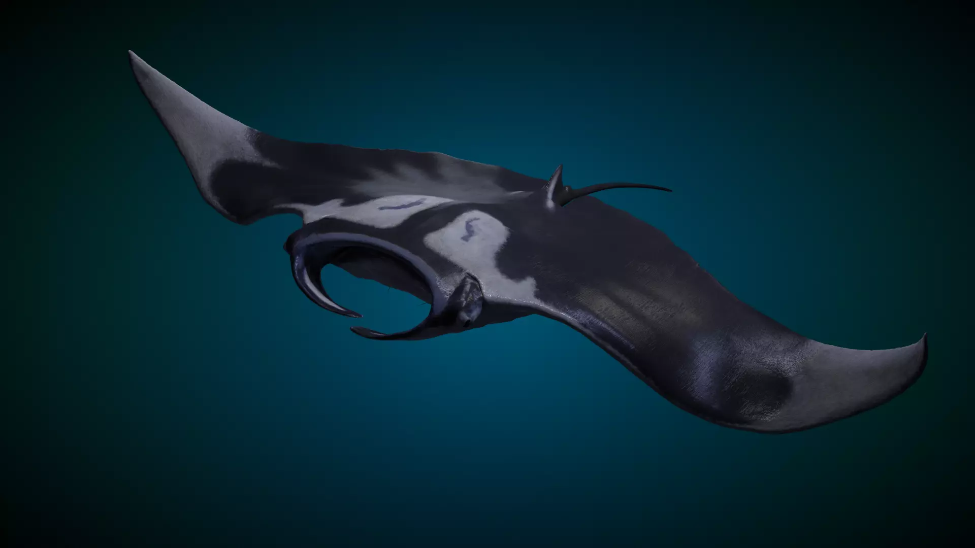 Manta Ray Animated 3D model_0