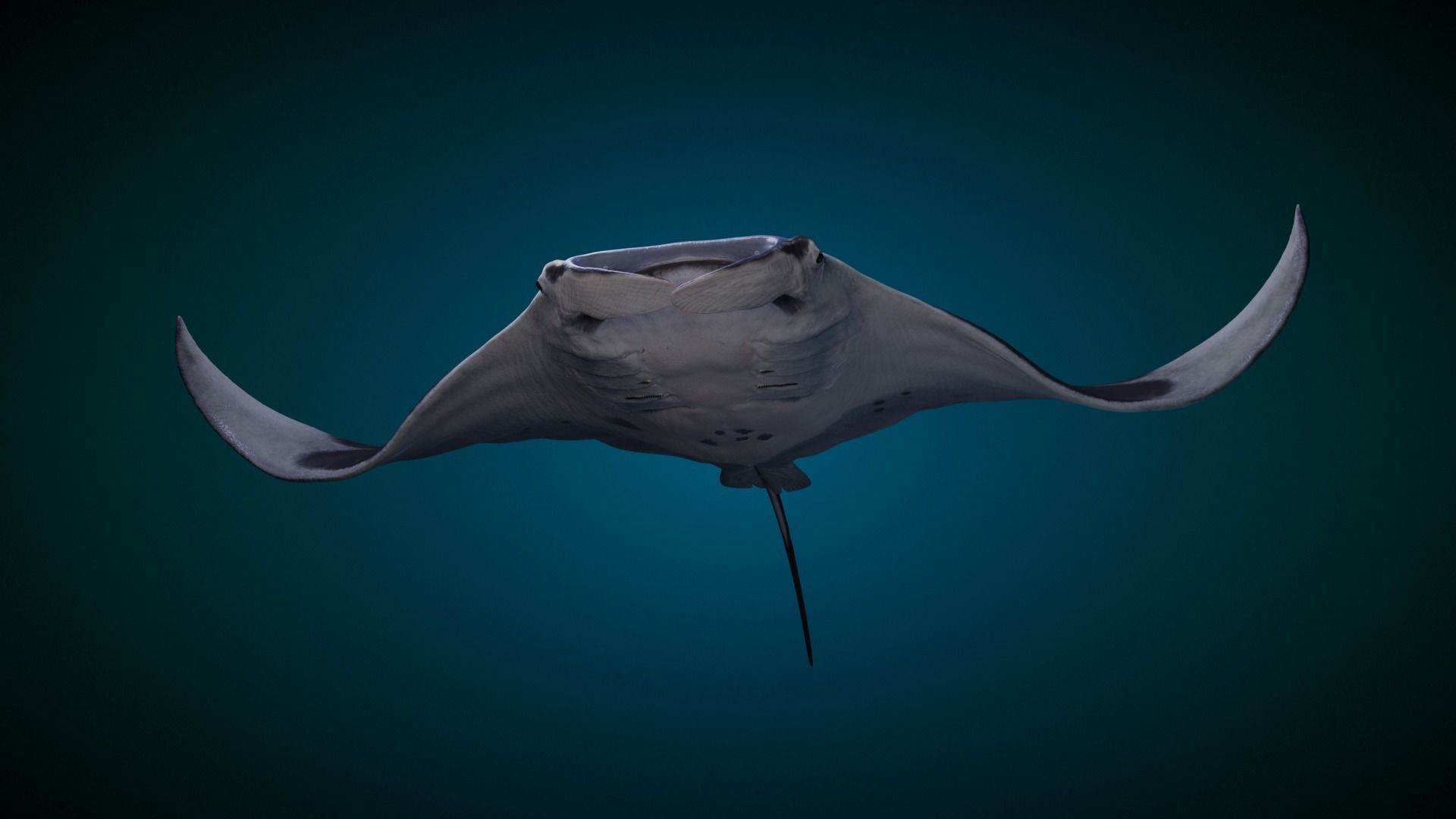 Manta Ray Animated 3D model_5