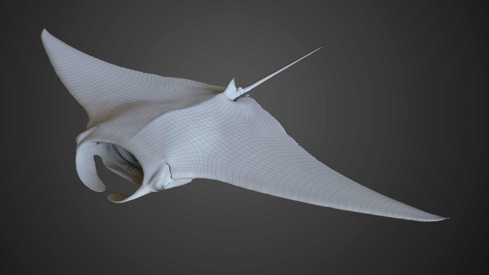 Manta Ray Animated 3D model_13