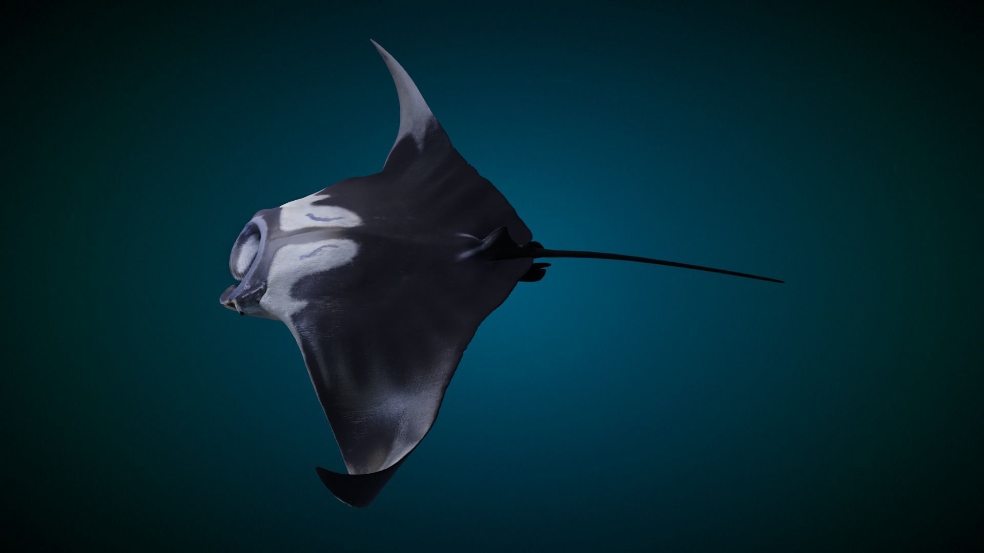 Manta Ray Animated 3D model_7