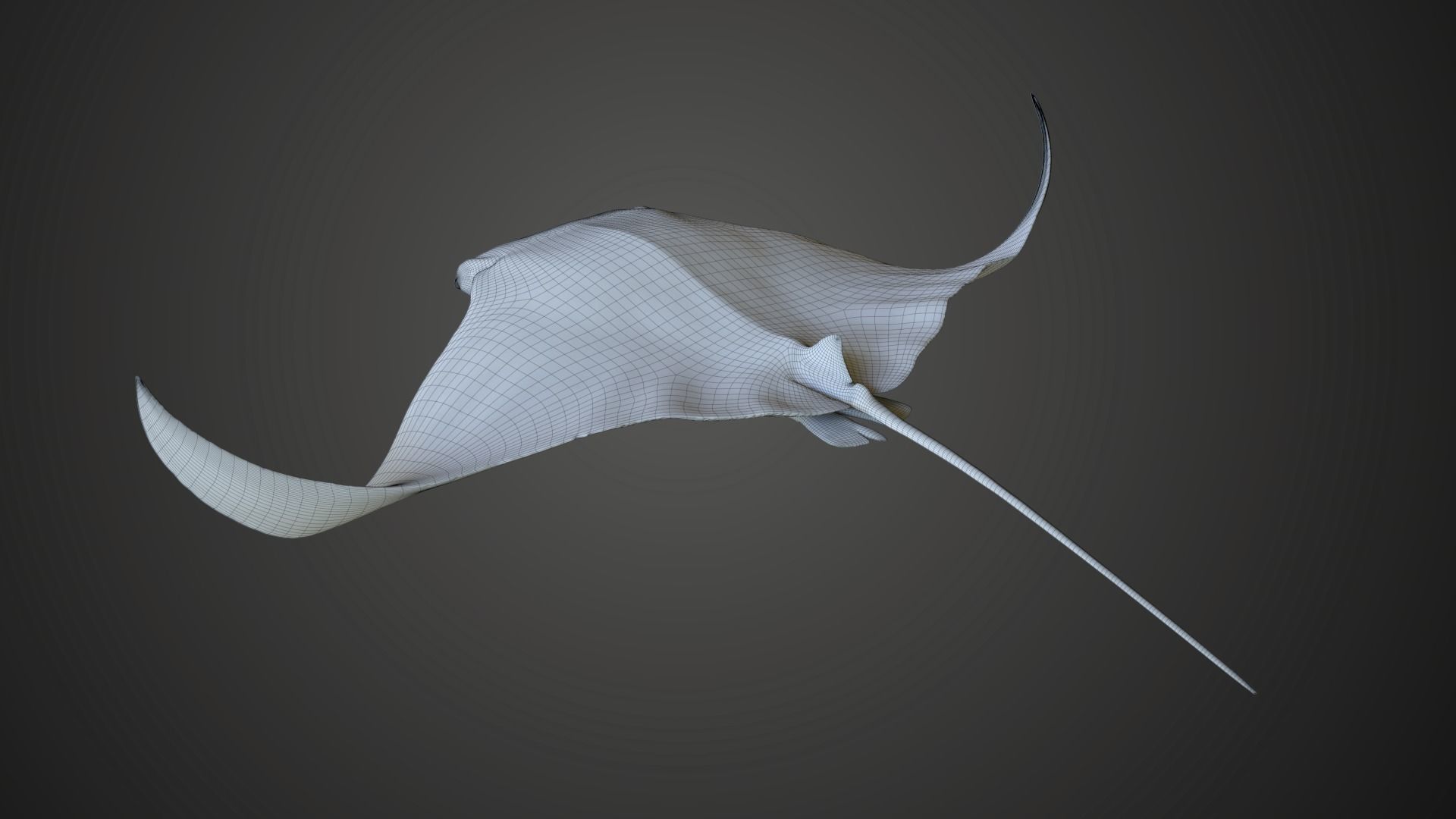Manta Ray Animated 3D model_14