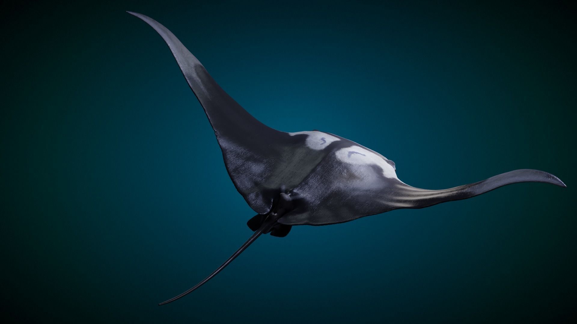 Manta Ray Animated 3D model_8