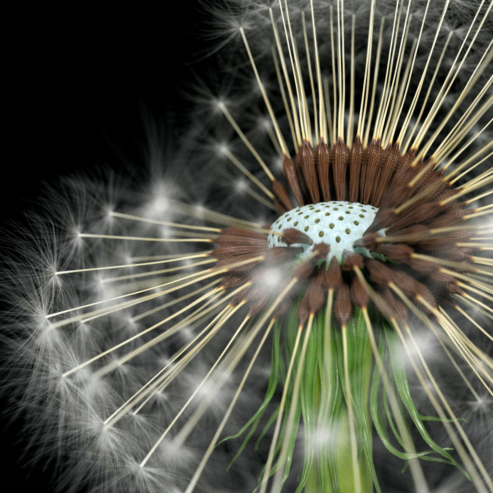 Dandelion Photoreal 3D model_8