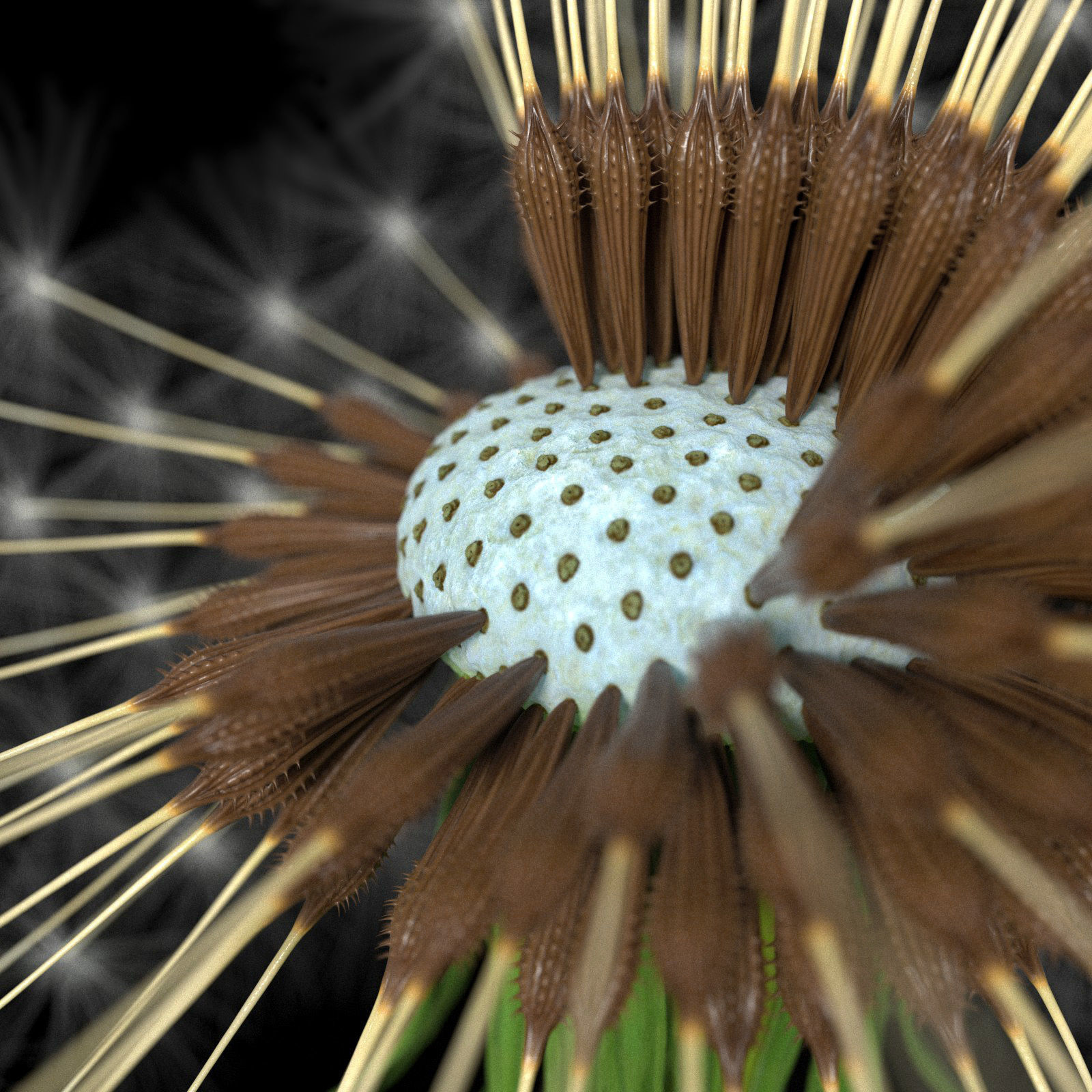 Dandelion Photoreal 3D model_9