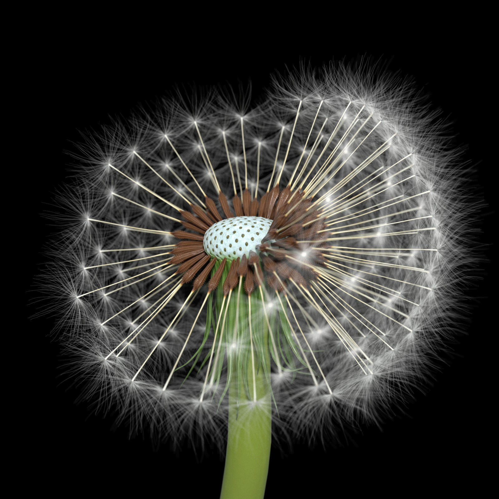Dandelion Photoreal 3D model_2