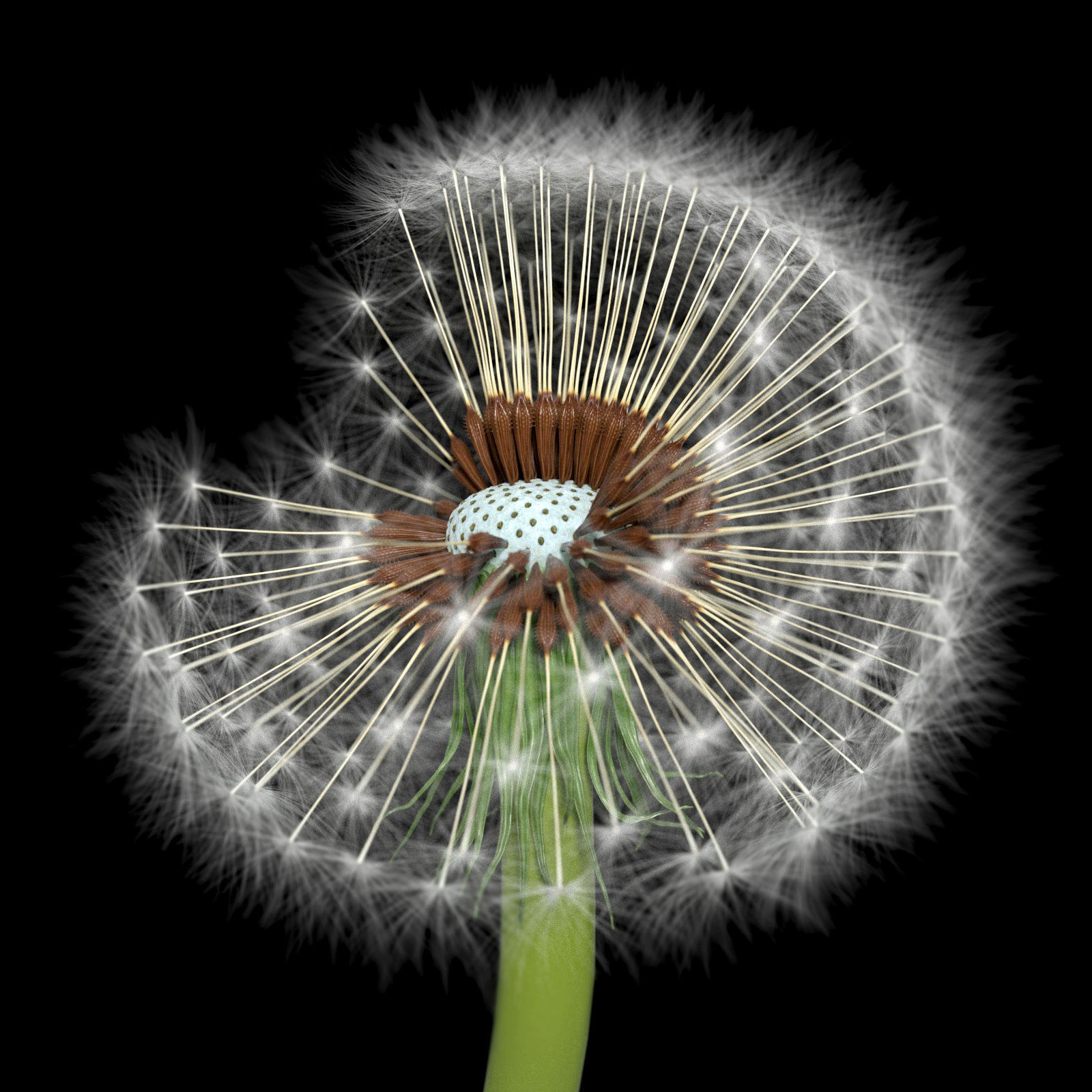 Dandelion Photoreal 3D model_22