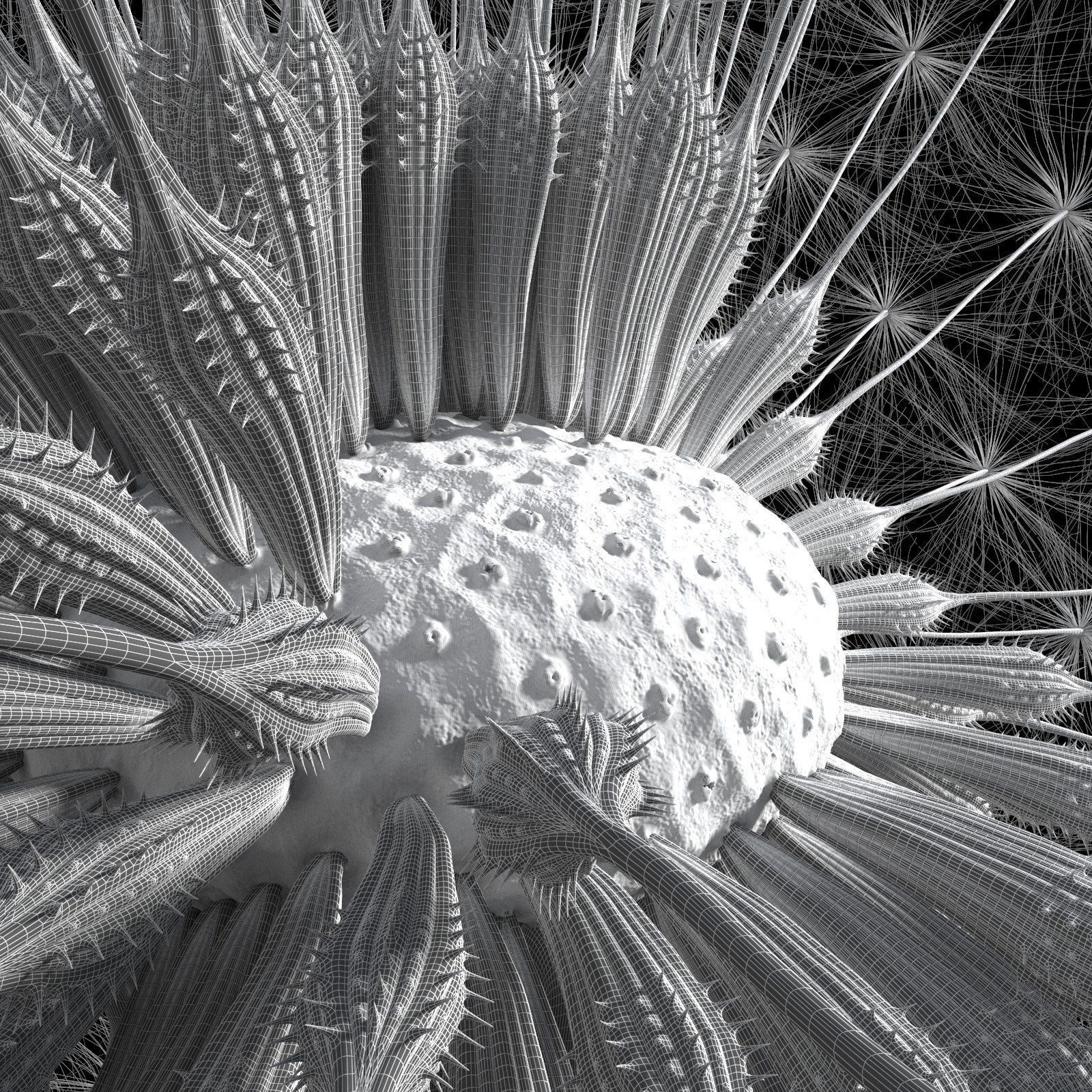 Dandelion Photoreal 3D model_18