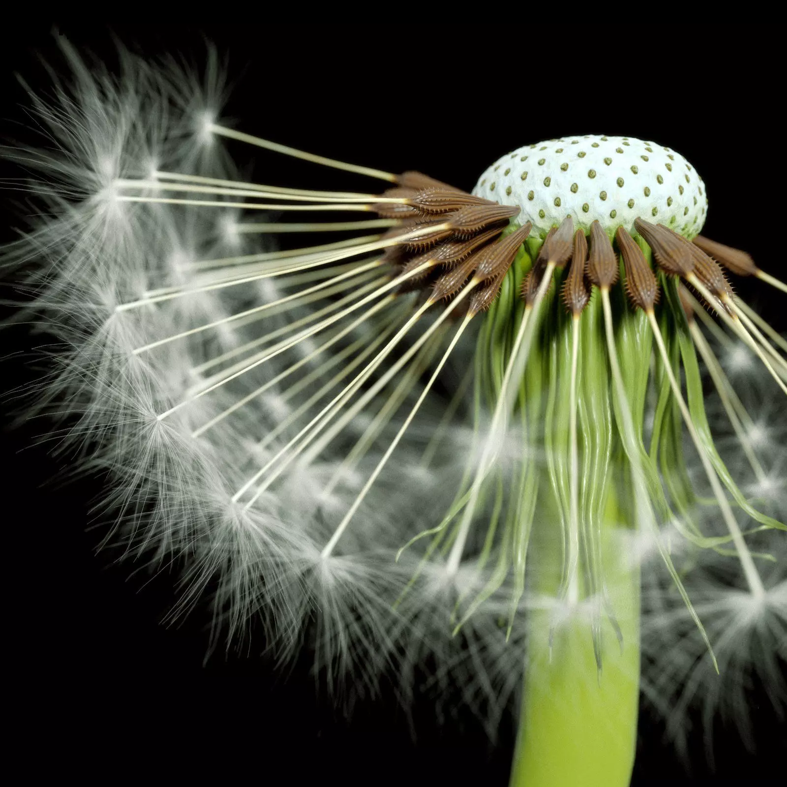 Dandelion Photoreal 3D model_0