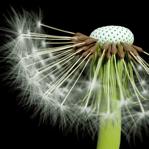 Dandelion Photoreal 3D model