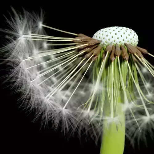 Dandelion Photoreal 3D model