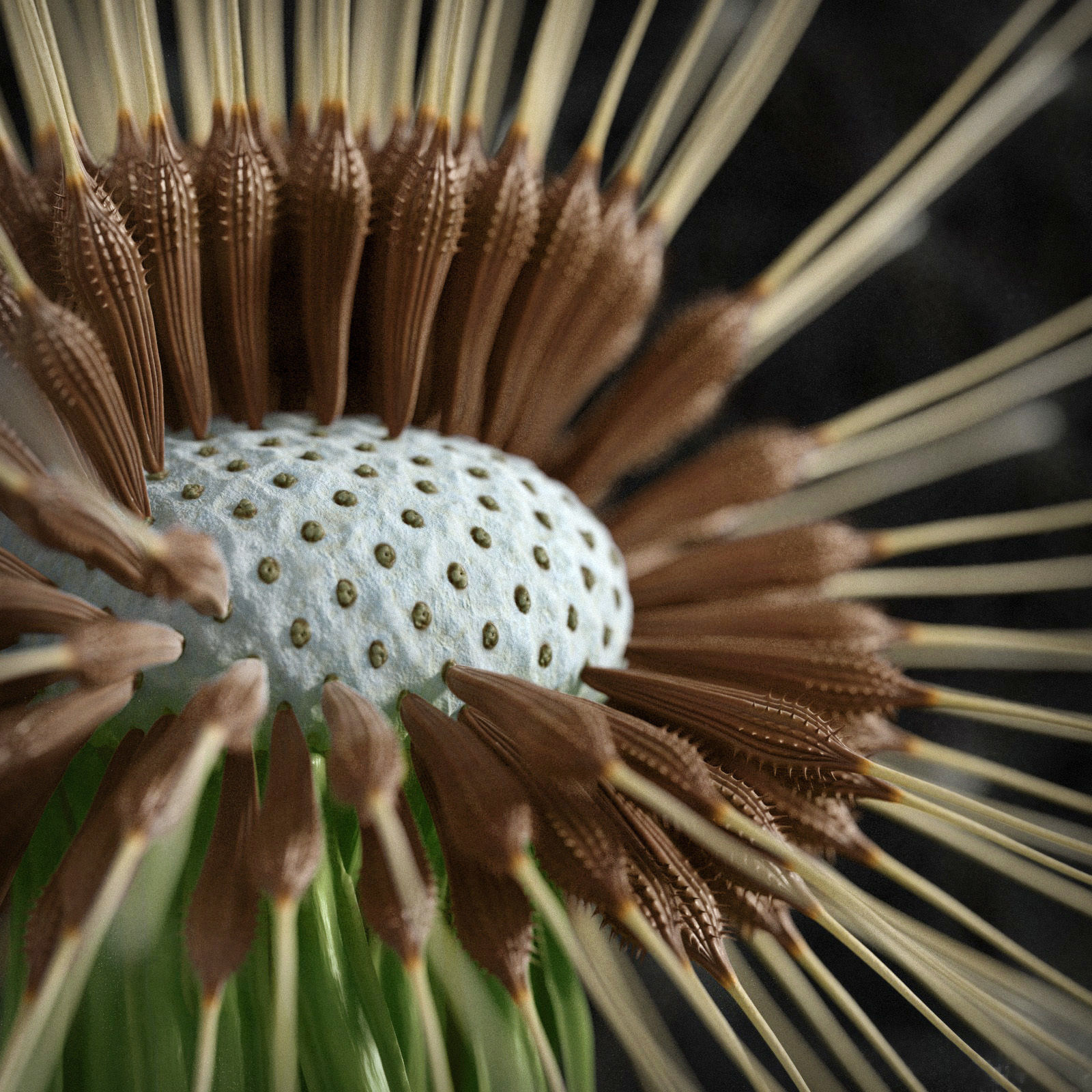 Dandelion Photoreal 3D model_12