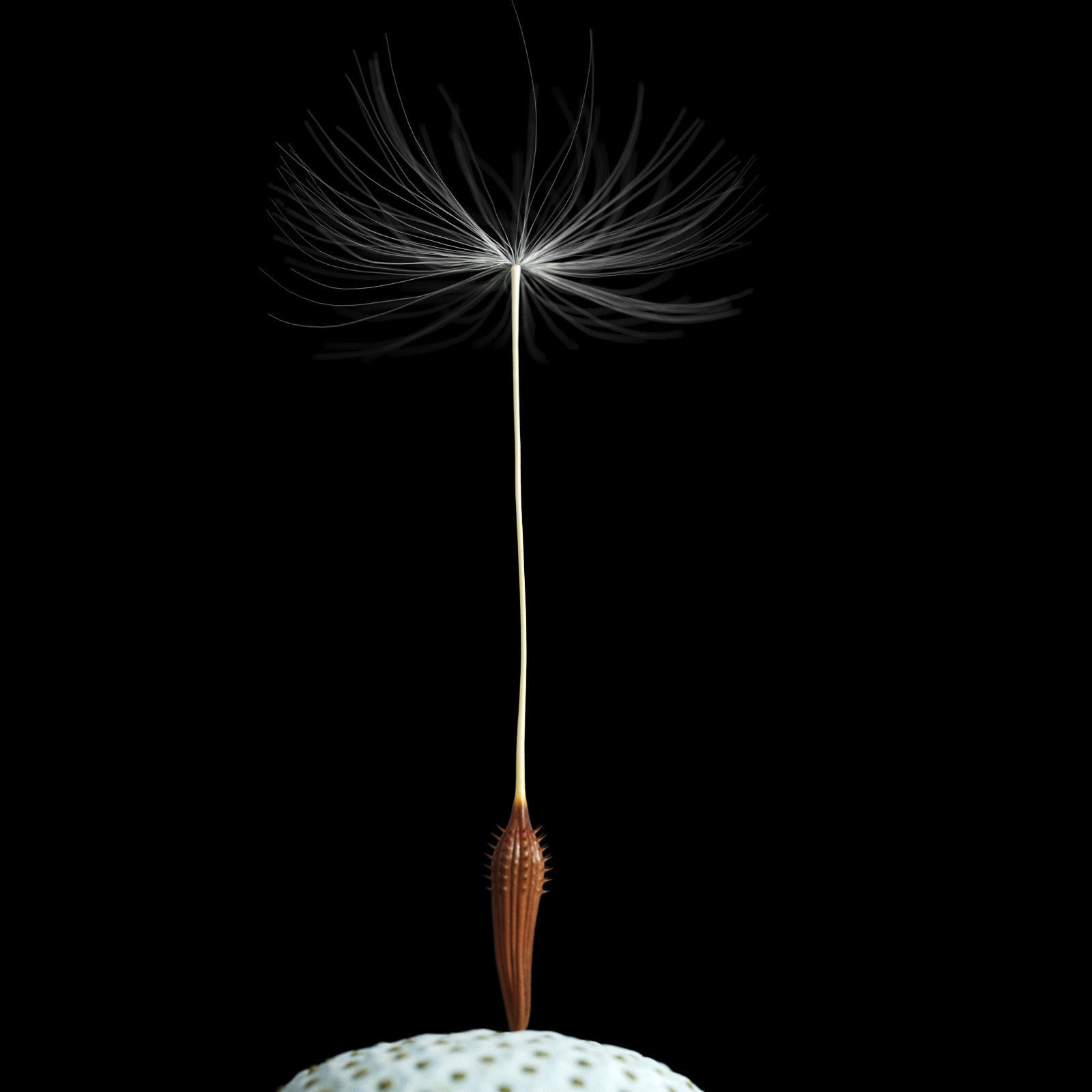 Dandelion Photoreal 3D model_5