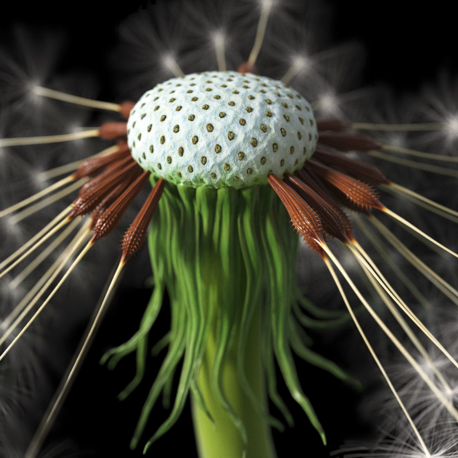 Dandelion Photoreal 3D model_11