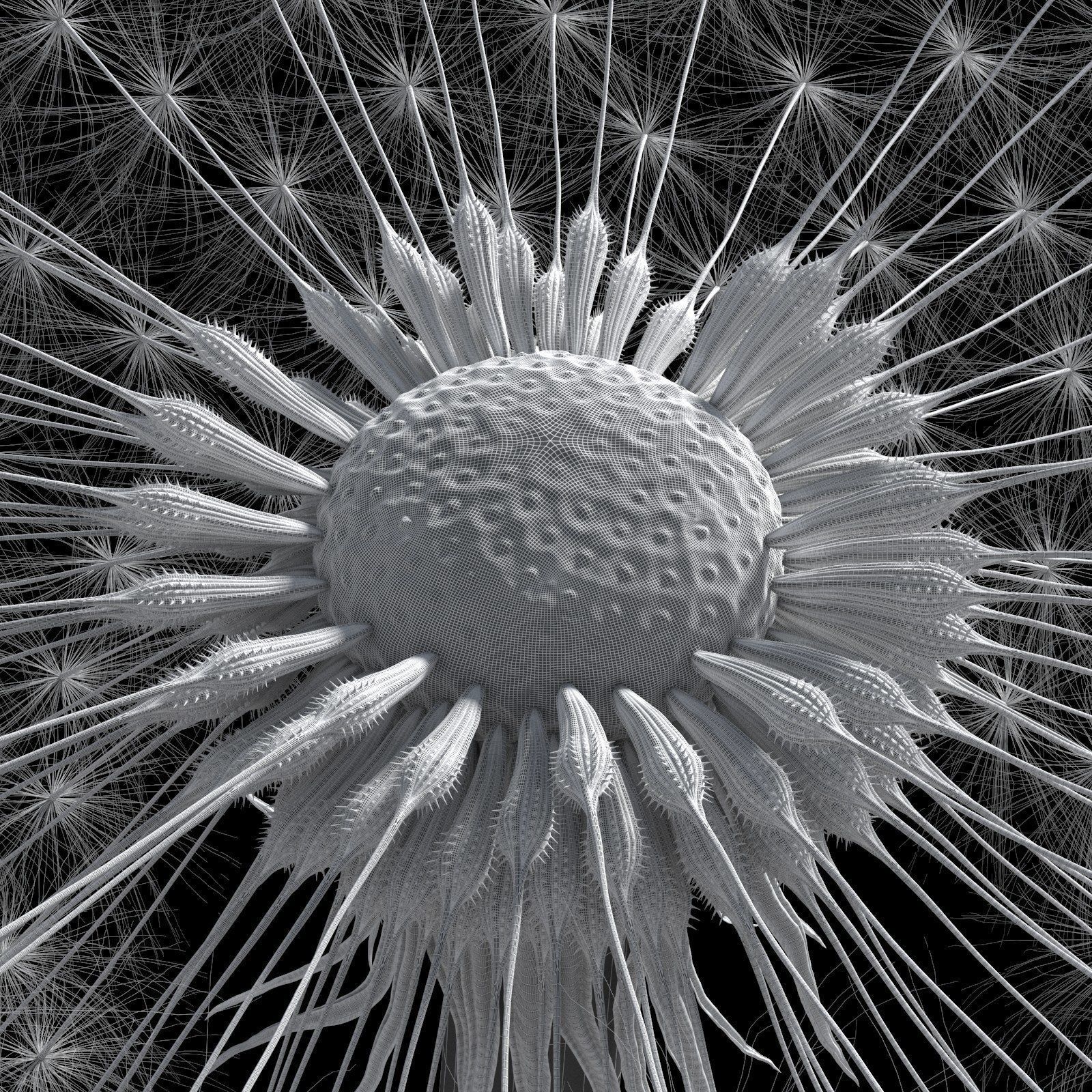 Dandelion Photoreal 3D model_19