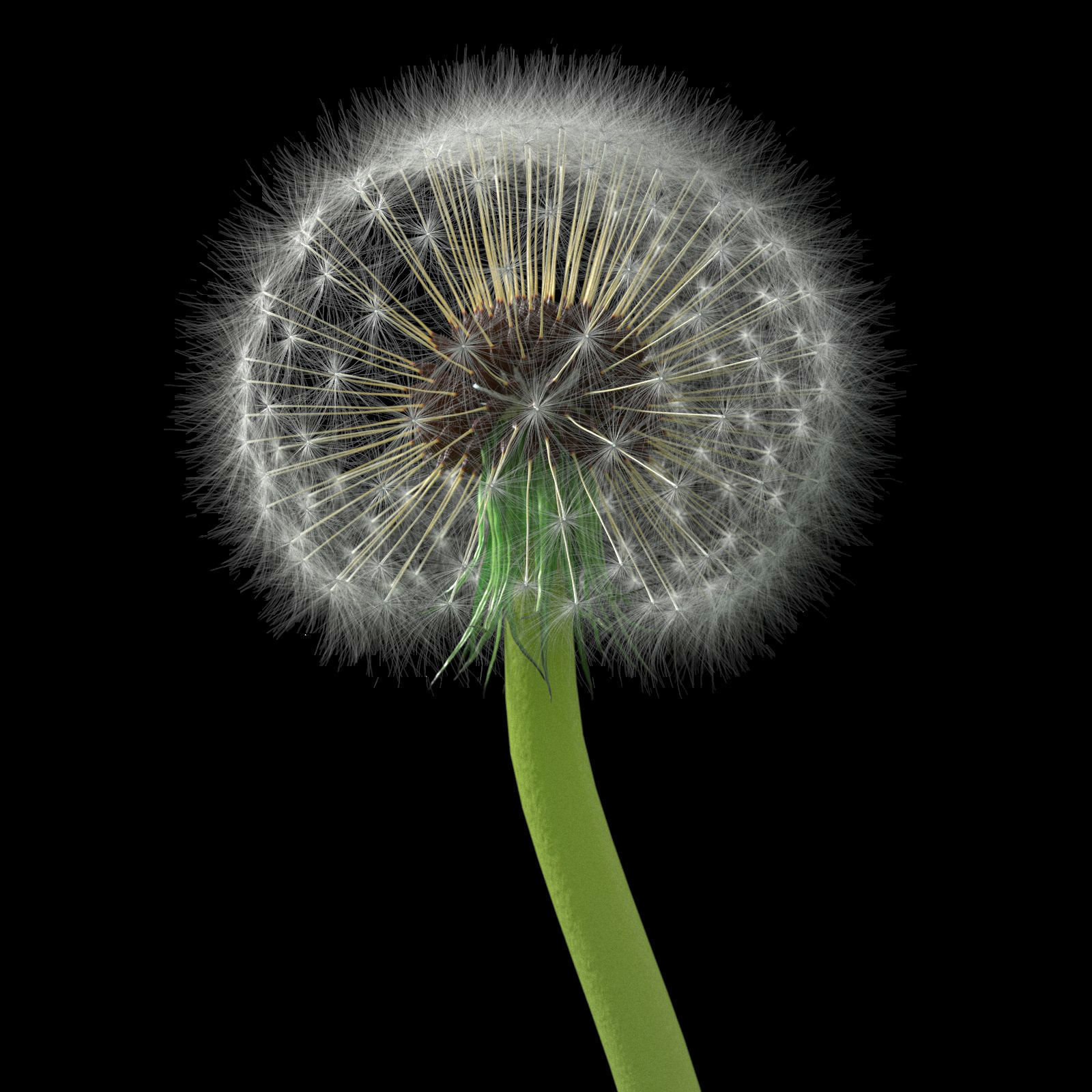 Dandelion Photoreal 3D model_7