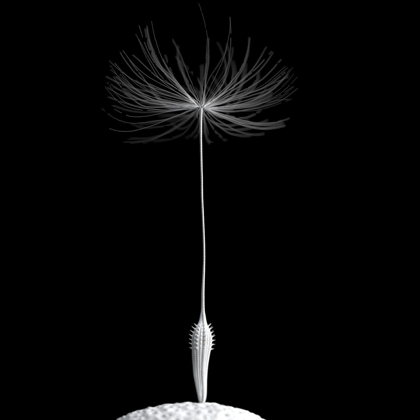 Dandelion Photoreal 3D model_15