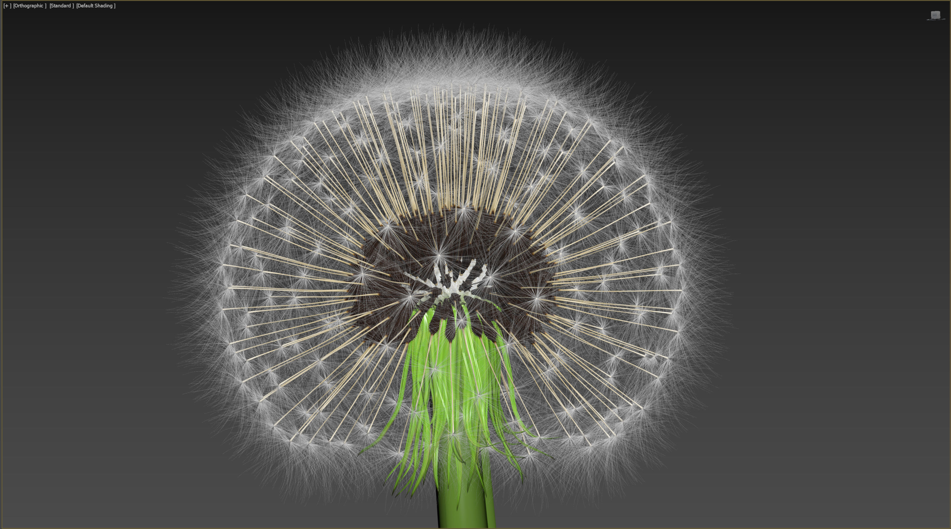 Dandelion Photoreal 3D model_4