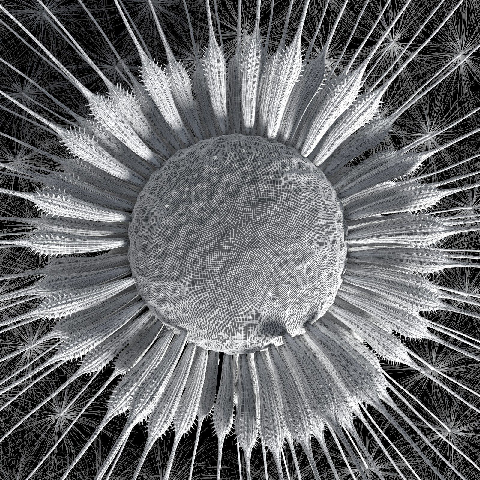 Dandelion Photoreal 3D model_20