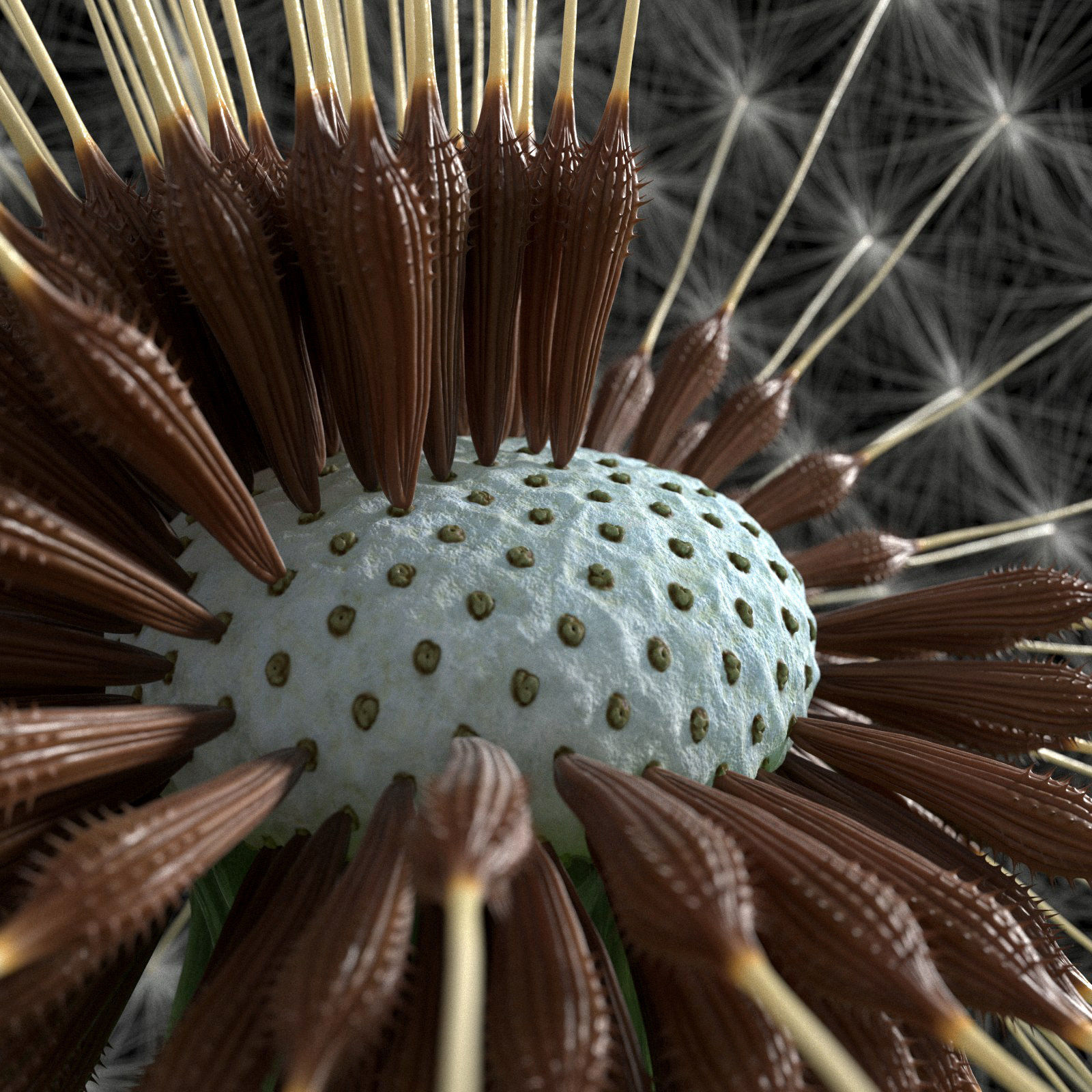 Dandelion Photoreal 3D model_3