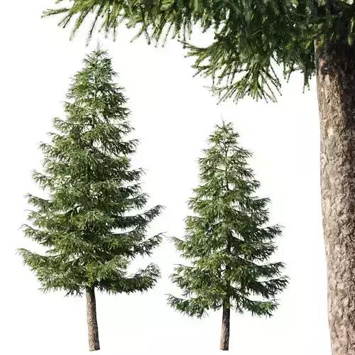 Spruce 12m and 9m 3D model
