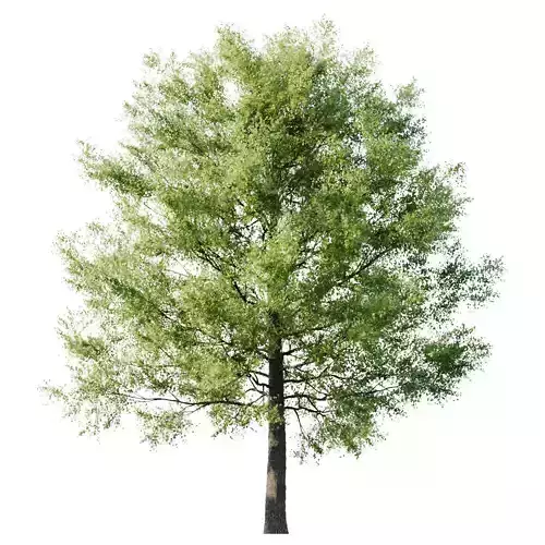 Tilia American 20m