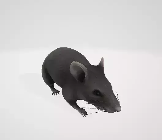 mouse rat