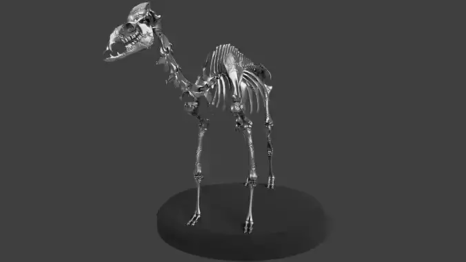 Silver Camel Skeleton