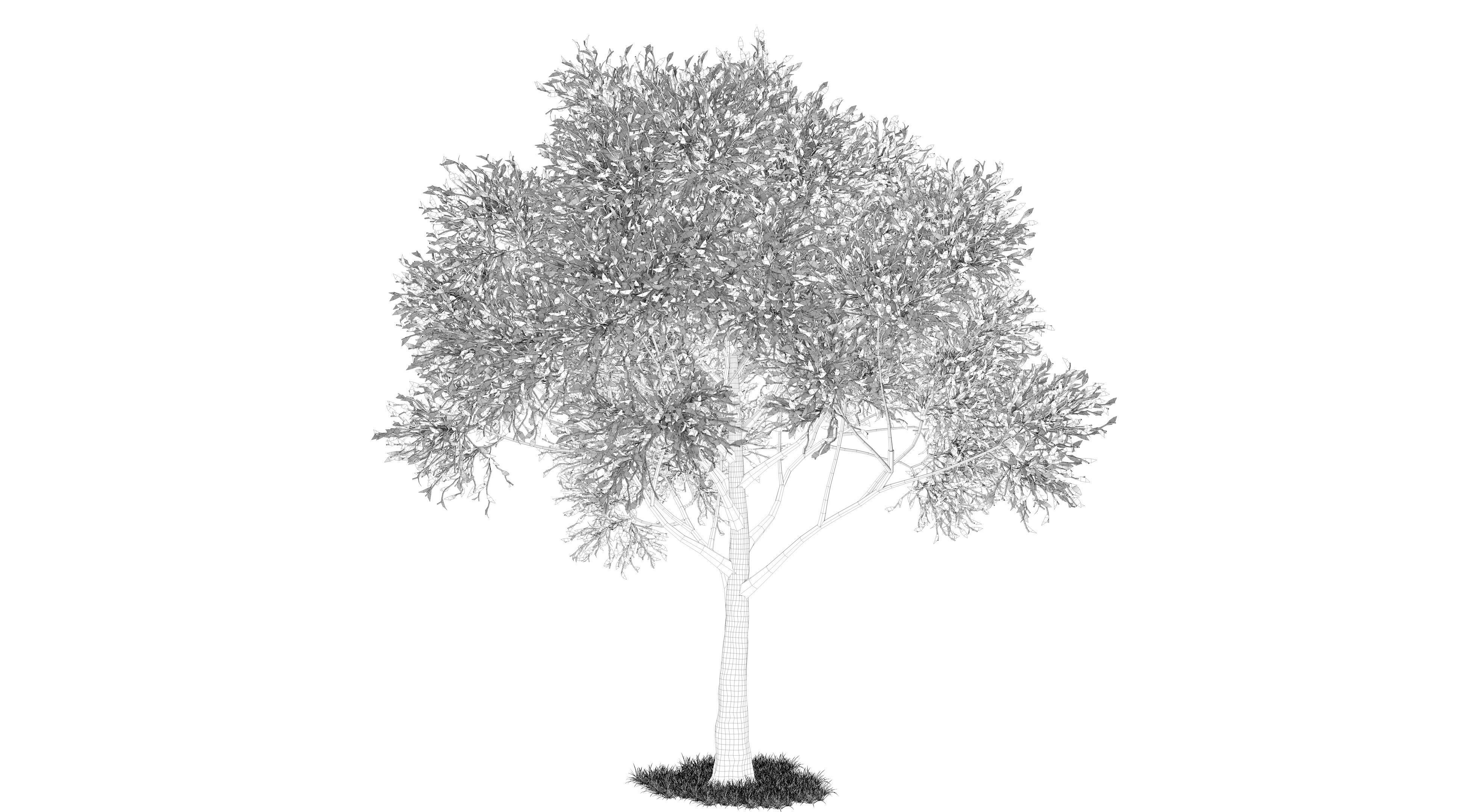 Apple Tree and Grass 2 3D model_10