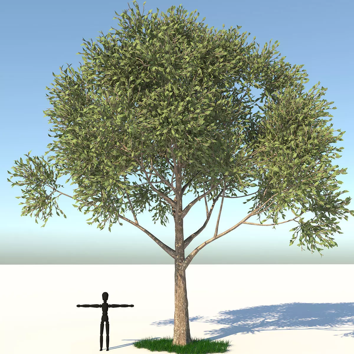 Apple Tree and Grass 2 3D model_0