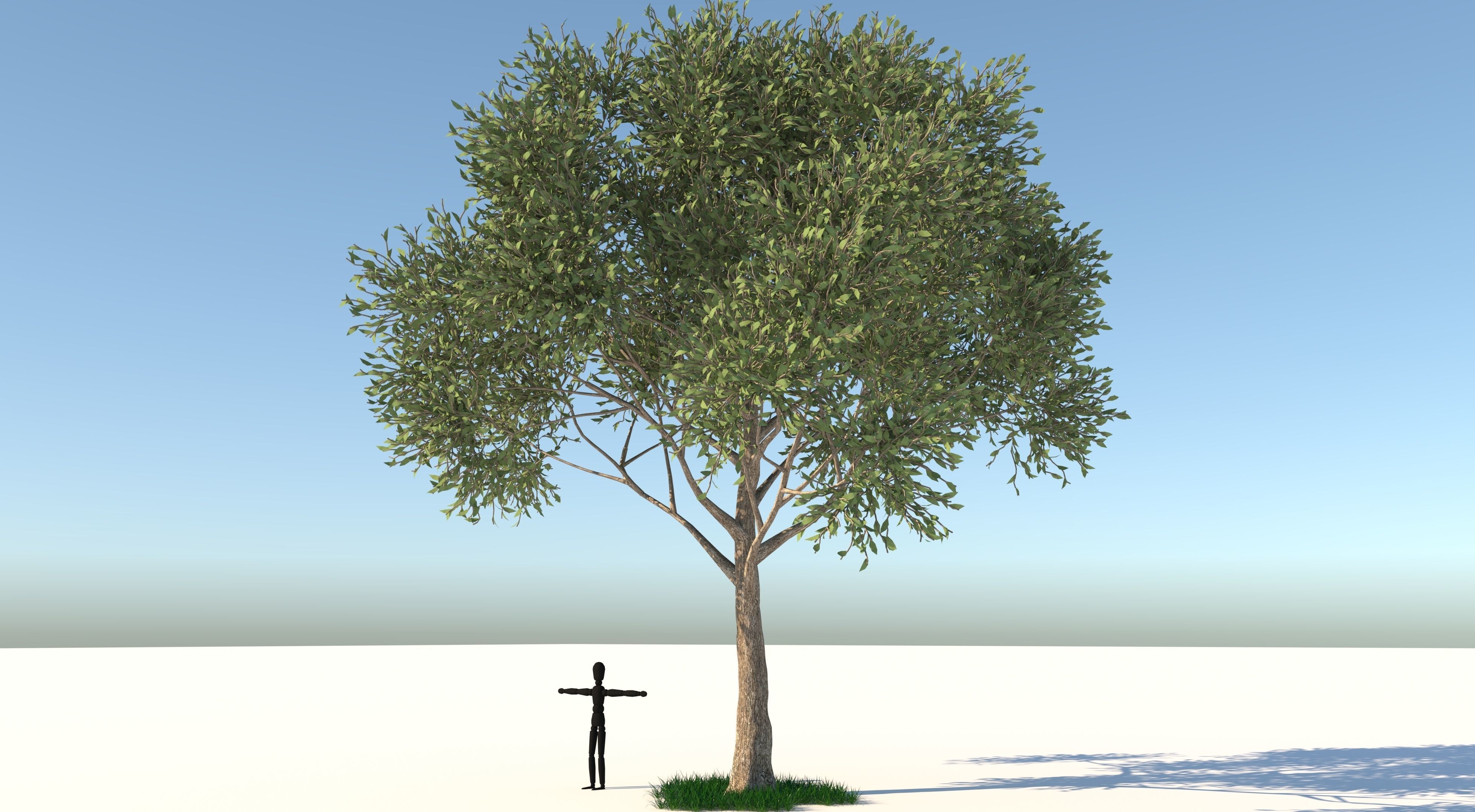 Apple Tree and Grass 2 3D model_3