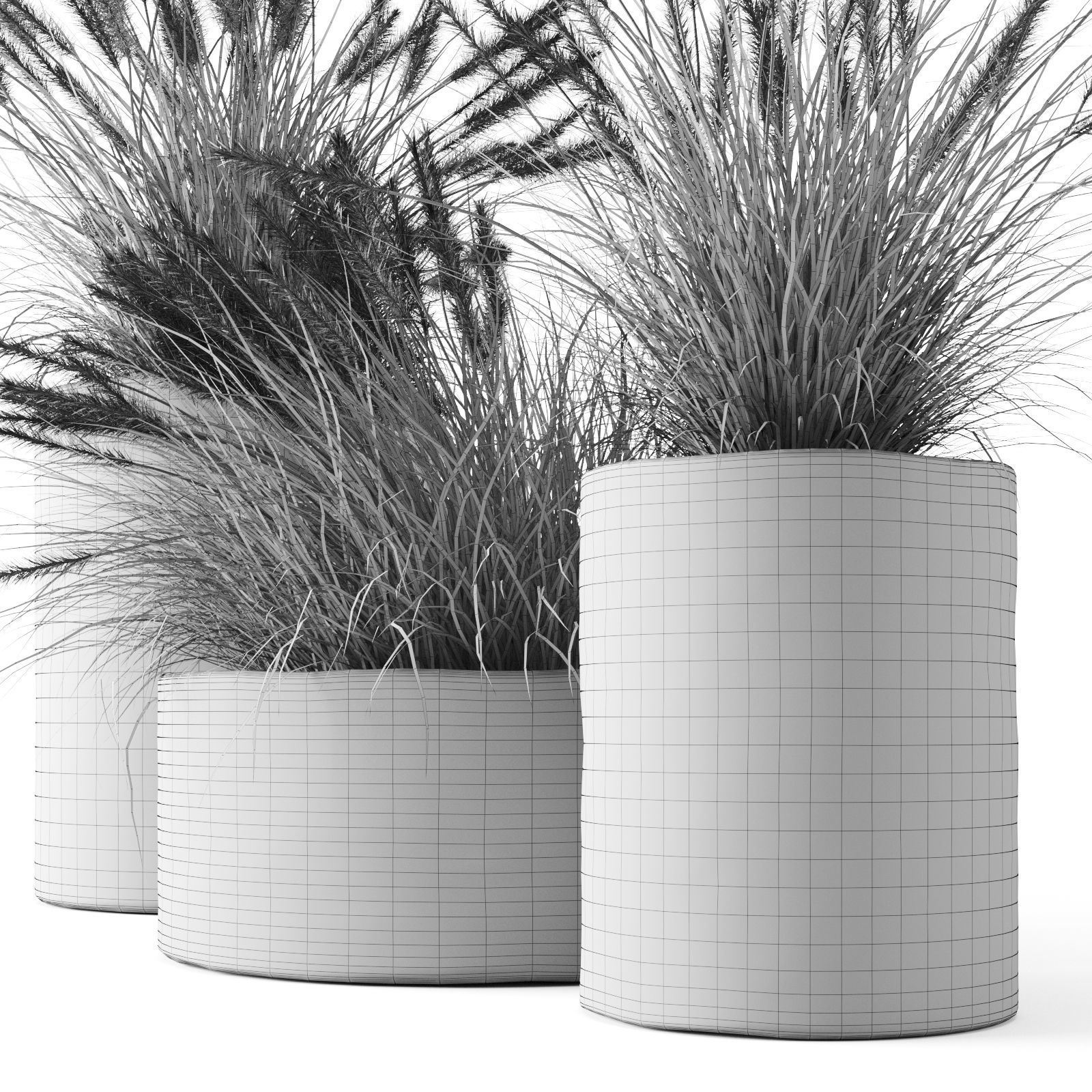 Pennisetum Foxtail In Concrete Pots 3D model_9